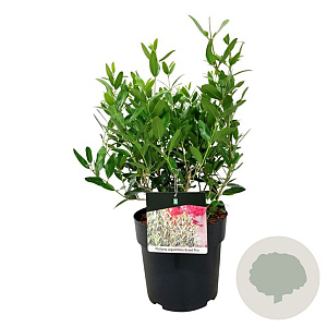 Phillyrea ang. Grand Prix 30-40 cm 6,5L