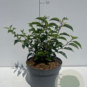 Prunus l. 'Angustifolia' 20-30 cm 3,5L