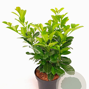 Prunus l. Etna 40-50 cm 5,0L