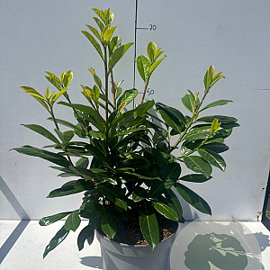 Prunus l. 'Novita' 40-50 cm 5,0L