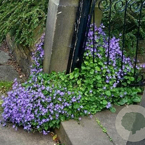 Campanula poscharskyana GM P9