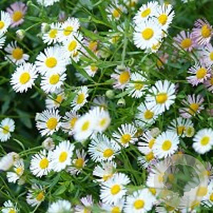 Erigeron karvinskianus GM P9
