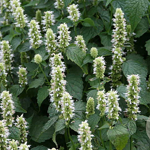 Agastache rugosa 'Alabaster' GM 2,0L