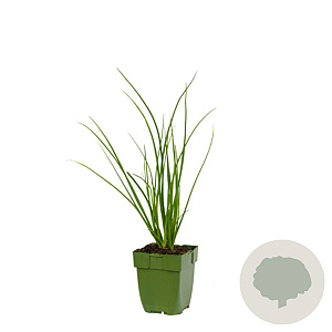 Allium tuberosum GM  P11