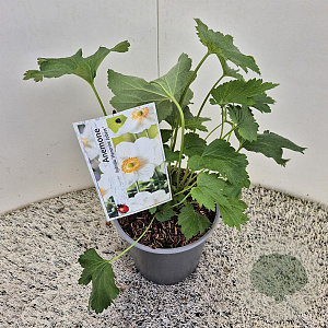 Anemone hyb. 'Honorine Jobert' 20-25 cm 2,5L
