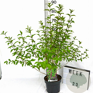 Callicarpa dich. 'Issai' 40-50 cm 3,0L met bes