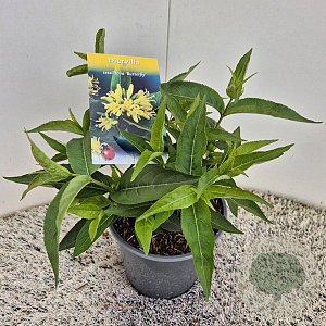 Diervilla sessilif. 'Butterfly' 25 cm 2,5L