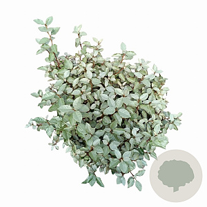 Elaeagnus ebb. 'Compacta' 60-80 cm 10L