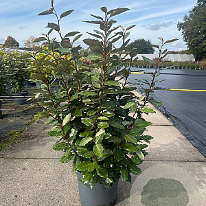 Elaeagnus ebb. 'Compacta' 60-80 cm 10L