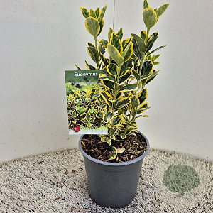 Euonymus jap. Marieke 25 cm 2,5L