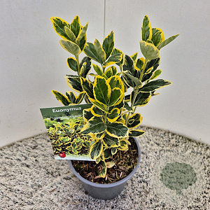 Euonymus jap. Marieke 25 cm 2,5L