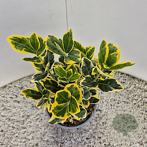 Euonymus jap. Marieke 25 cm 2,5L