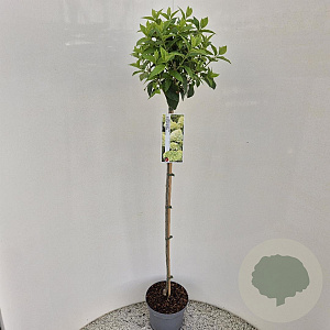 Hydrangea pan. 'Limelight' 100 cm stam 5,0L