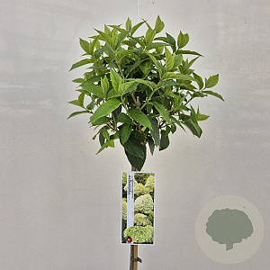 Hydrangea pan. 'Limelight' 100 cm stam 5,0L