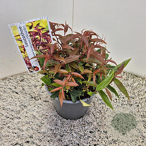 Leucothoe keiskei Burning Love 25 cm 2,5L