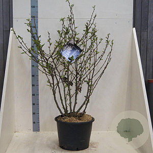 Magnolia stellata 150-175 cm 20L meerstammig