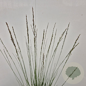 Molinia caerulea 'Edith Dudszus' 60-70 cm 4,0L