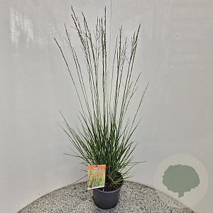 Molinia caerulea 'Heidebraut' 60-70 cm 4,0L