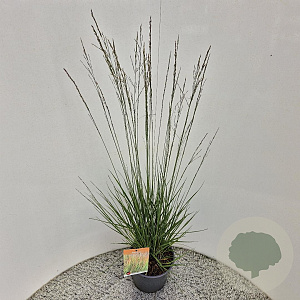 Molinia caerulea 'Heidebraut' 60-70 cm 4,0L