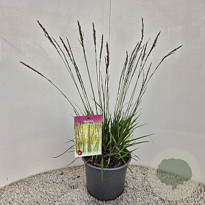 Molinia caerulea 'Moorhexe' 40-50 cm 4,0L