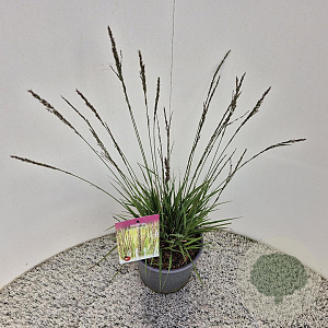 Molinia caerulea 'Moorhexe' 40-50 cm 4,0L