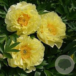 Paeonia (I) 'Bartzella' GM P9