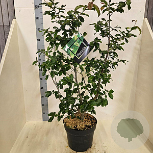Parrotia persica 125-150 cm 10L meerstammig