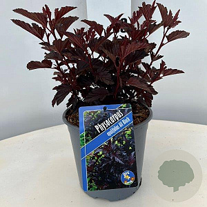 Physocarpus opulif. All Black 25-30 cm 2,0L