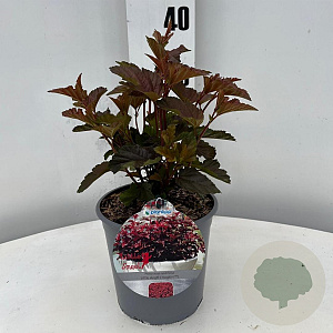 Physocarpus opulif. Little Angel 25-30 cm 2,0L