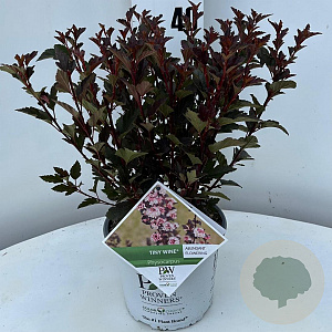 Physocarpus opulif. Tiny Wine 25-30 cm 3,0L