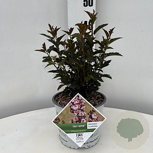 Physocarpus opulif. Tiny Wine 25-30 cm 3,0L