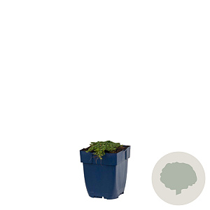Thymus praecox 'Minor' GM  P11