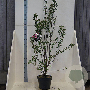 Viburnum bodn. 'Charles Lamont' 150-175 cm 10L