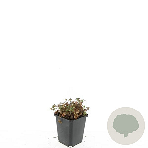 Acaena microphylla 'Kupferteppich' GM P9