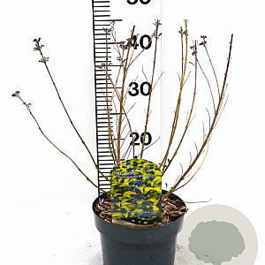 Caryopteris cland. Hint of Gold 30-40 cm 3,0L
