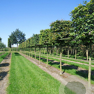 Carpinus betulus 20-25 cm draadkluit 220 cm stam kubus 110x110x110