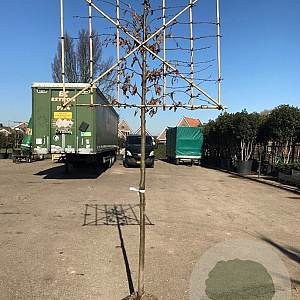 Carpinus betulus 14-16 cm draadkluit 210 cm stam scherm