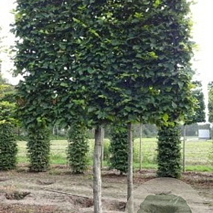 Carpinus betulus 25-30 cm draadkluit 170 cm stam scherm
