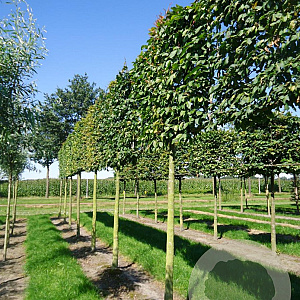 Carpinus betulus 14-16 cm draadkluit 170 cm stam schermvorm