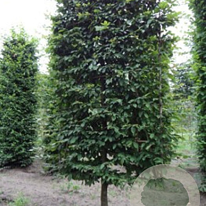 Carpinus betulus 18-20 cm draadkluit 50 cm stam schermvorm laag