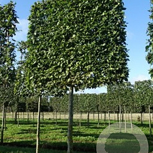 Carpinus betulus 16-18 cm draadkluit 210 cm stam schermvorm