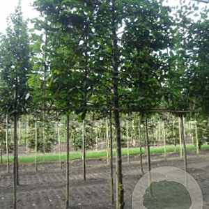 Carpinus betulus 18-20 cm draadkluit 210 cm stam schermvorm
