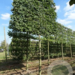 Carpinus betulus 20-25 cm draadkluit 225 cm stam schermvorm