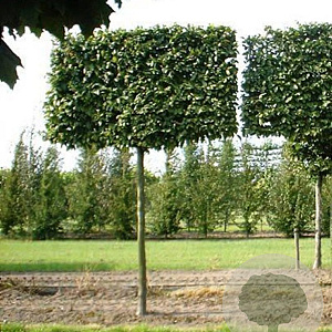 Carpinus betulus 25-30 cm draadkluit 210 cm stam schermvorm