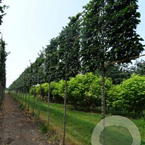 Carpinus betulus 30-35 cm draadkluit 225 cm stam schermvorm