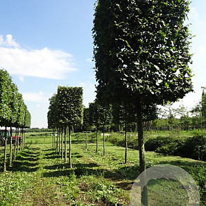 Carpinus betulus 30-35 cm draadkluit 220 cm stam kubus 130x130x130