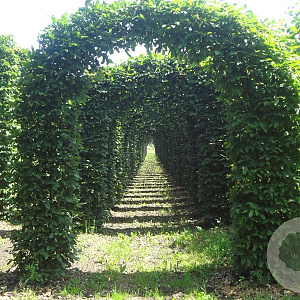 Carpinus betulus 20-30 cm draadkluit boog 2 halve bogen