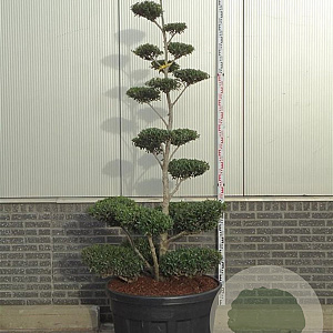 Ilex crenata 'Blondie' 175-200 cm cont. 180L bonsai