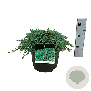 Juniperus h. Icee Blue 30-40 cm 6,5L
