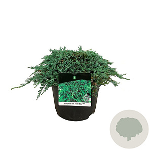 Juniperus h. Icee Blue 30-40 cm 6,5L